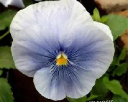 Viola sp comumente llamados pensamientos