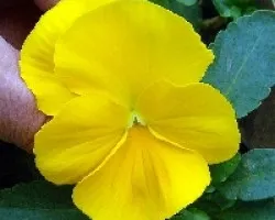 Viola sp comumente llamados pensamientos