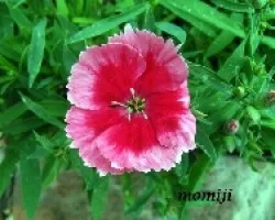Dianthus alpinus