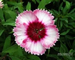 Dianthus alpinus