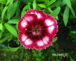 Dianthus alpinus