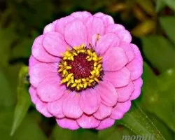 Flores