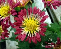 Chrysanthemum