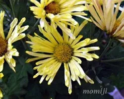 Chrysanthemum