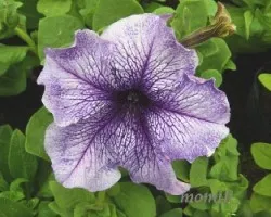 Petunia hybrida