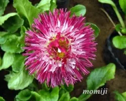 Bellis perennis
