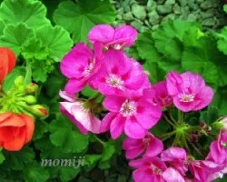 Pelargonium