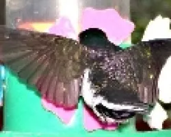 Picaflor