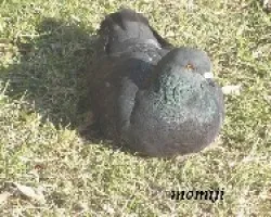 Palomas