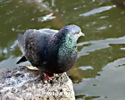 Palomas