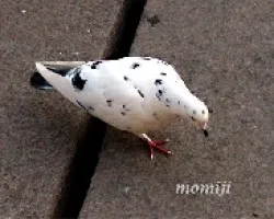 Palomas