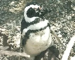Pinguinos