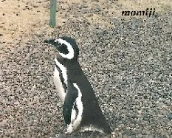 Pinguinos