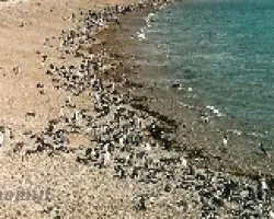 Pinguinos