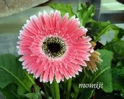 Gerbera