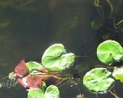 Nuphar lutea