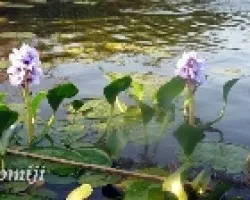 Eichhornia crassipes