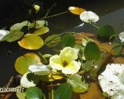 Nymphoides peltata
