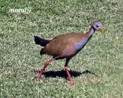 Elegante silueta