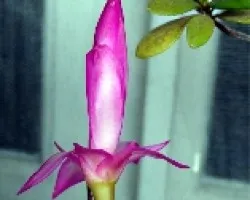Shunbelgera