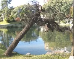 Jardin Japonés