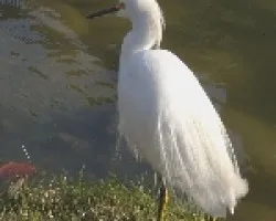 Garza