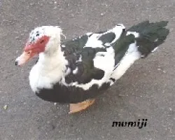 Blanco y negro