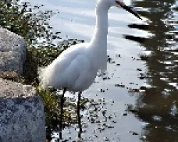 Garza