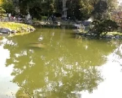 Reflejos