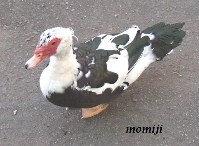 Foto