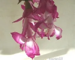Shunbelgera