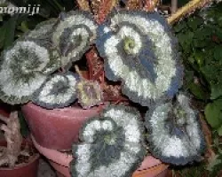 Plateada
