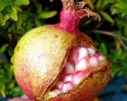 Punica granatum