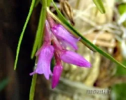 Isochilus linearis