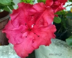 Azalea
