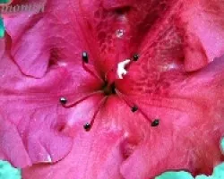 Azalea