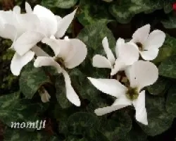 Cyclamen