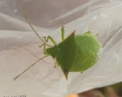 Chinche verde