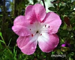 Azalea