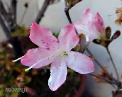 Azalea