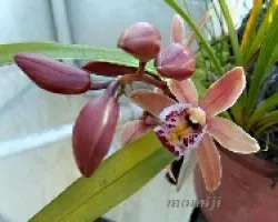Cymbidium