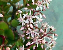 Crassula arborea