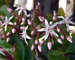 Crassula arborea