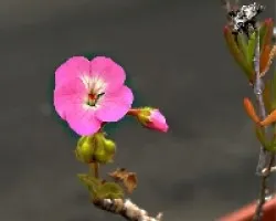 Pelargonium