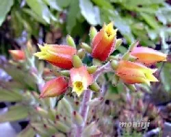 Echeveria Set Oliver