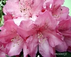 Rhododendron
