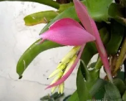 Billbergia nutans