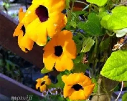 Thunbergia alata