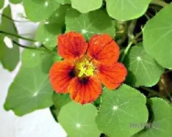 Tropaeolum majus