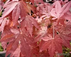 Hojas de Acer palmatum atropurpurea